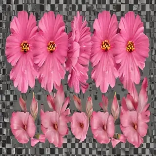 pink flower png
