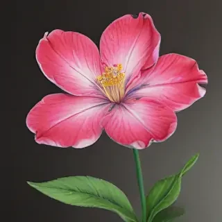 flower drawwing