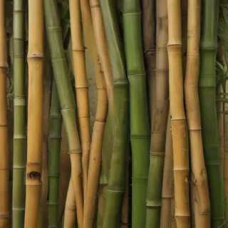bamboo background