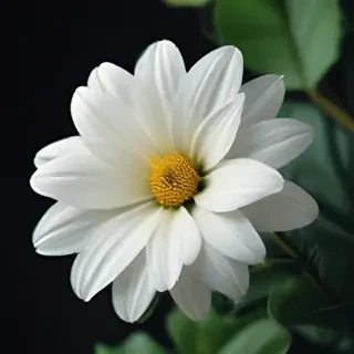 iphone white flower wallpaper