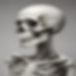 creative skeleton drawings