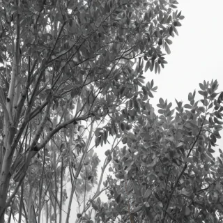 eucalyptus clipart black and white