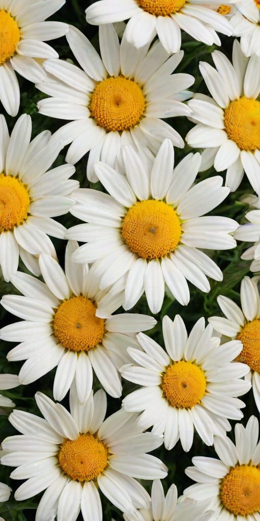 daisy desktop wallpaper