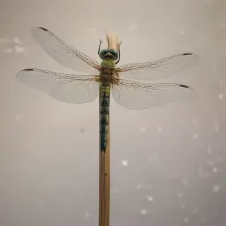 dragonfly png