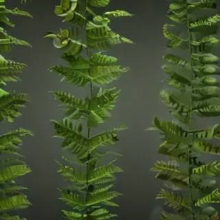 transparent fern png