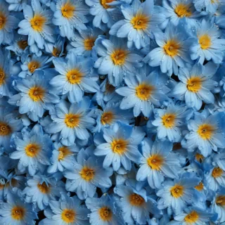 flower background blue