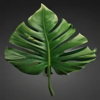 tropical leaf png