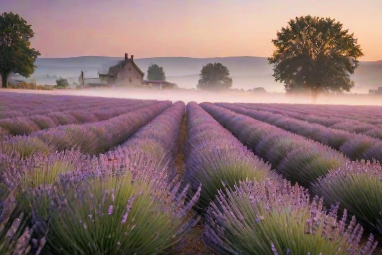 Soft-focus image of a field of lavender at sunrise, with soft golden light illuminating the delicate purple flowers, and a distant farmhouse barely visible through the morning mist.