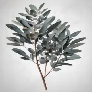 eucalyptus clipart black and white