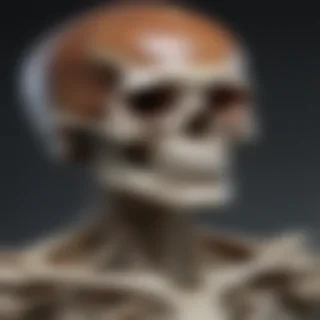 skelton png