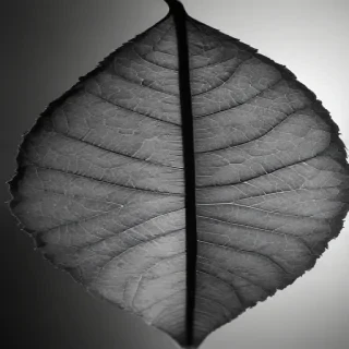 leaf in black and white