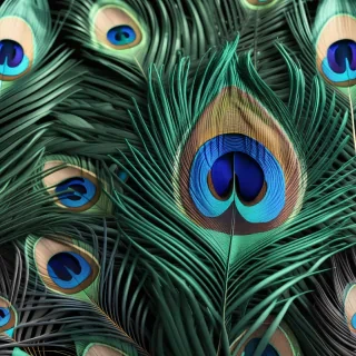 peacock feather png