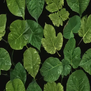 leaf transparent background