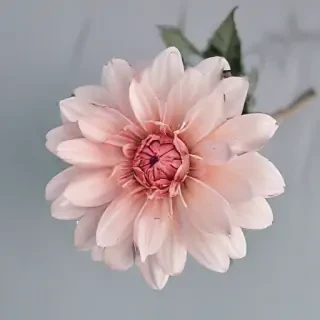 aesthetic backgrounds flowers