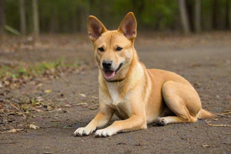 carolina dog breed