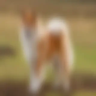 icelandic sheepdog