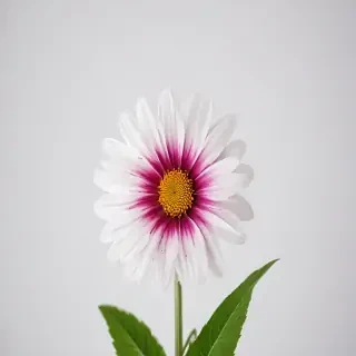 flower on white background