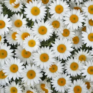 daisy background