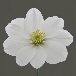 white flower png