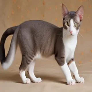 oriental bicolor cat breed