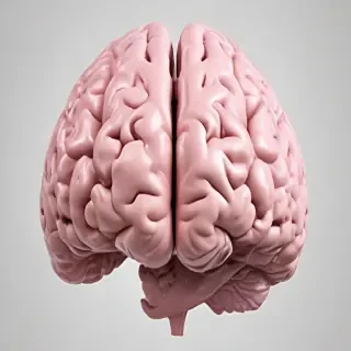 brain png