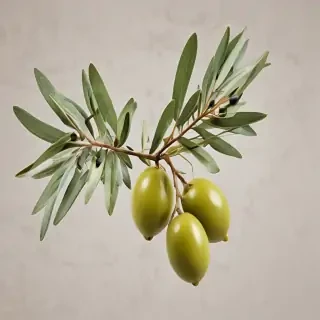 olive branch png