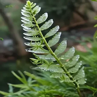 transparent plants