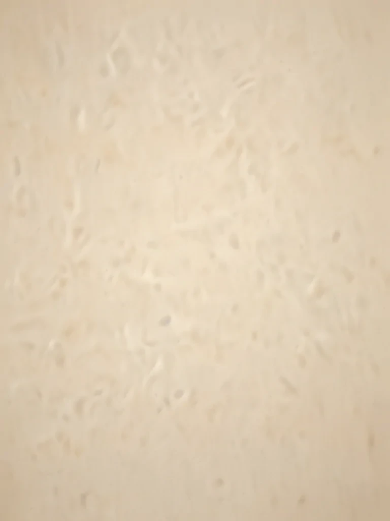 plain cream background