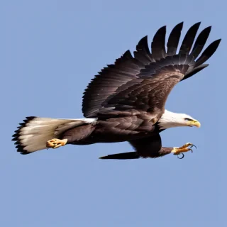 eagle flying png