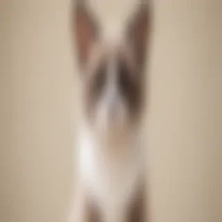 fursona