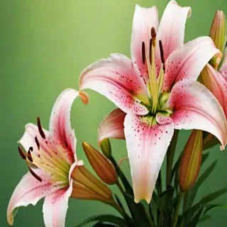 lily background