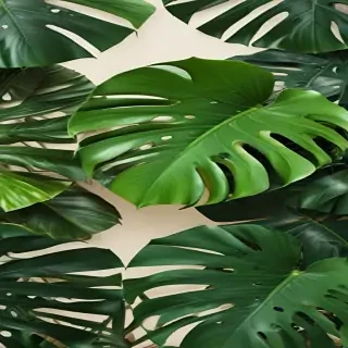 monstera background