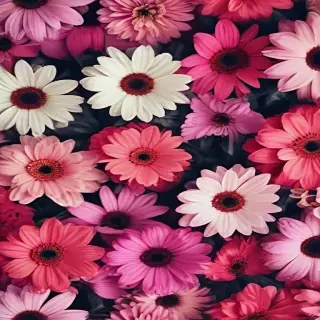 flowers iphone wallpaper
