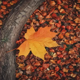 fall background iphone