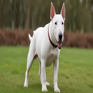 bull terrier dog breed