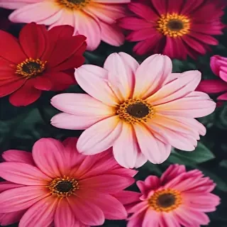 flowers iphone wallpaper