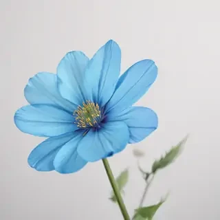 blue flower transparent