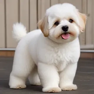 lhasapoo dog breed