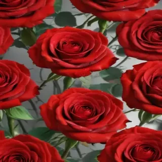 red rose background