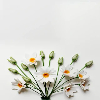 flowers on a white background