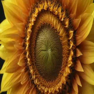 aesthetic sunflower
