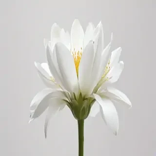 white flower transparent background