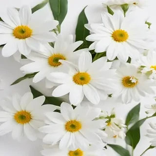 white flowers on white background