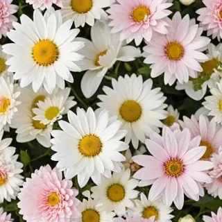 flowers with white background