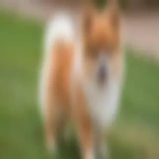aussiepom dog breed