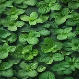 mint background