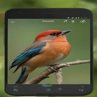bird sounds