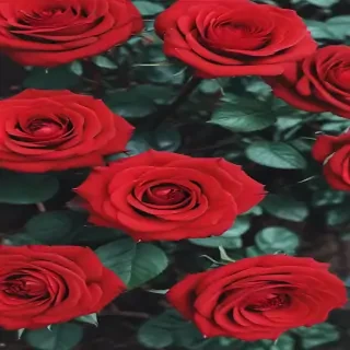 red roses aesthetic
