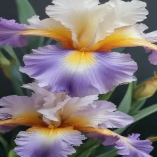 iris flower