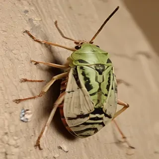 locust bug